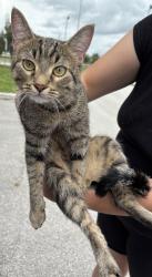 Found/Stray Unknown Cat last seen Port St. Lucie, Port St. Lucie, FL 34986