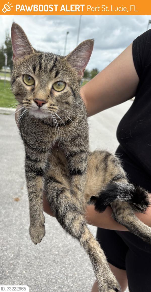 Found/Stray Unknown Cat last seen Port St. Lucie, Port St. Lucie, FL 34986