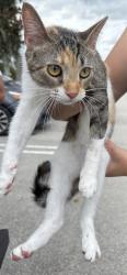 Found/Stray Unknown Cat last seen Port St. Lucie, Port St. Lucie, FL 34986