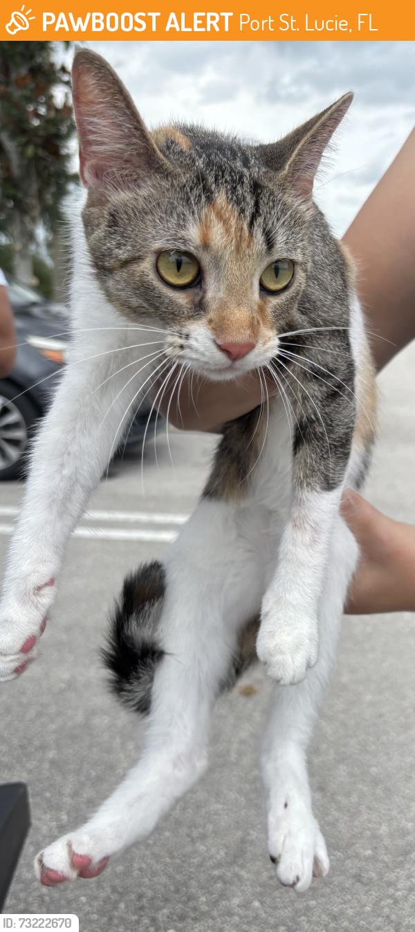 Found/Stray Unknown Cat last seen Port St. Lucie, Port St. Lucie, FL 34986