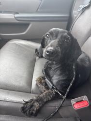 Found/Stray Female Dog last seen Dodson and Alin, Chattanooga, TN 37406