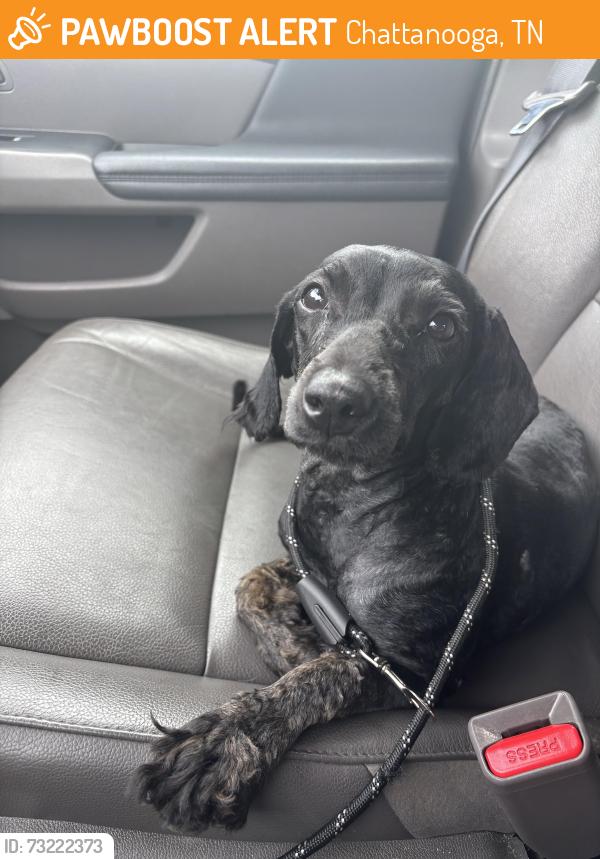 Found/Stray Female Dog last seen Dodson and Alin, Chattanooga, TN 37406