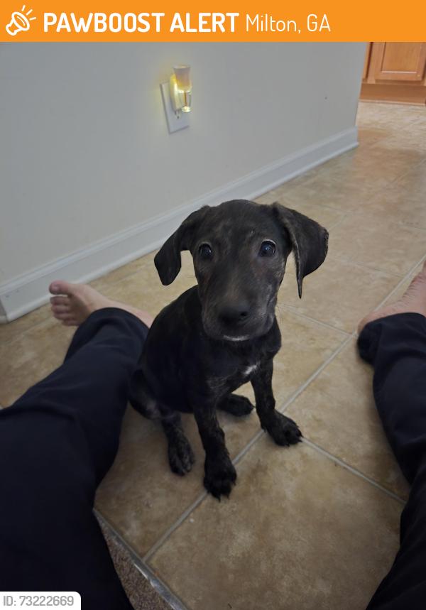 Found/Stray Unknown Dog last seen Hey 9 & Strickland rd, Milton, GA 30004