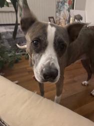 Reunited Female Dog last seen Montopolis and Felix Avenue, Austin, TX 78741