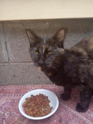 Lost Female Cat last seen Homewood and Irvington, Lansing, Lansing, MI 48910