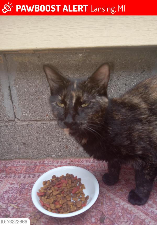Lost Female Cat last seen Homewood and Irvington, Lansing, Lansing, MI 48910