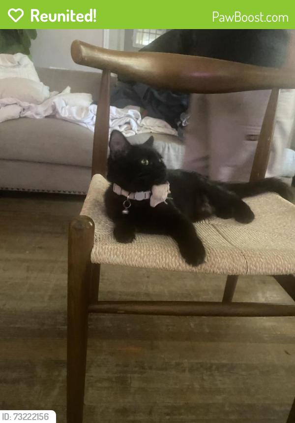 Reunited Female Cat last seen Arrow view middle schoolers, San Bernardino, CA 92405