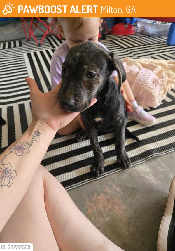 Found/Stray Female Dog last seen Kennewick Place pool hse, Milton, GA 30004