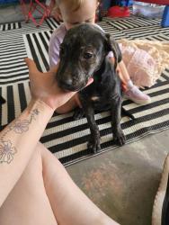 Found/Stray Female Dog last seen Kennewick Place pool hse, Milton, GA 30004