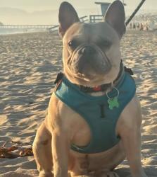 Lost Male Dog last seen Near 41dr and van ness, Los Angeles, CA 90062