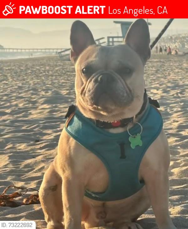Lost Male Dog last seen Near 41dr and van ness, Los Angeles, CA 90062