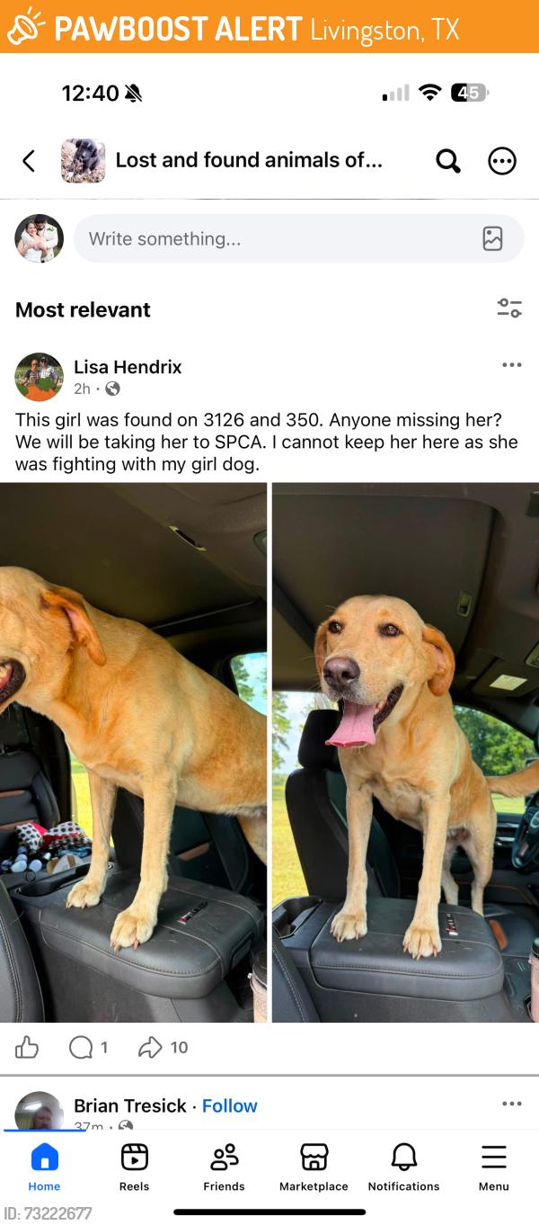Found/Stray Female Dog last seen Fm 3126 and fm 350, Livingston, TX 77351