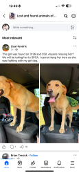 Found/Stray Female Dog last seen Fm 3126 and fm 350, Livingston, TX 77351
