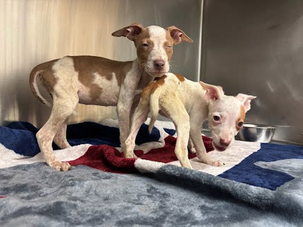 Shelter Stray Male Dog last seen Near Zequiel Drive, AUSTIN, TX, 78744, 7201 Levander Loop bldg a, Austin, TX 78702, USA