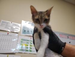 Shelter Stray Female Cat last seen Near Mesa Drive, Oceanside, CA, 92054, Oceanside, CA 92058, USA