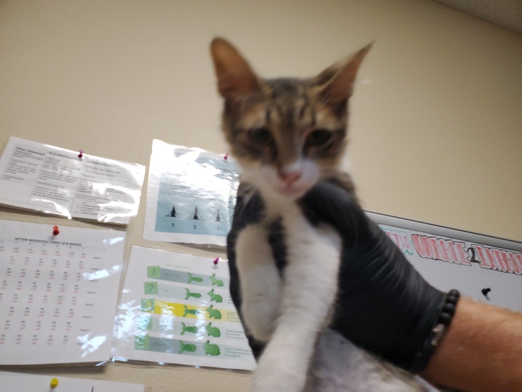 Shelter Stray Female Cat last seen Near Mesa Drive, Oceanside, CA, 92054, Oceanside, CA 92058, USA