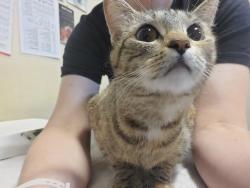 Shelter Stray Female Cat last seen Near 76 and Camp Pendleton Gate., Oceanside, CA, 92058, Oceanside, CA 92058, USA