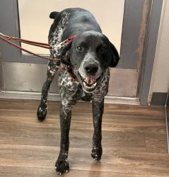 Shelter Stray Male Dog last seen Fiesta Island, San Diego, CA, 92109, 5500 Gaines St, San Diego, CA 92110, USA