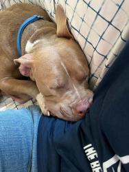 Shelter Stray Female Dog last seen Near E Lexington Avenue, El Cajon, CA, 92021, 5500 Gaines St, San Diego, CA 92110, USA