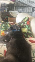 Shelter Stray Male Dog last seen Near N Harbor Drive, San Diego, CA, 92101, 5500 Gaines St, San Diego, CA 92110, USA