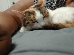 Reunited Female Cat last seen MacGregor, west hill rd., westover rd., Stamford, CT 06902
