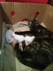 Lost Female Cat last seen Homewood and Irvington, Lansing, Lansing, MI 48910