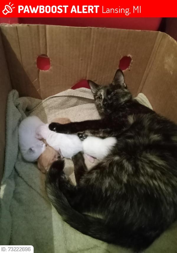 Lost Female Cat last seen Homewood and Irvington, Lansing, Lansing, MI 48910