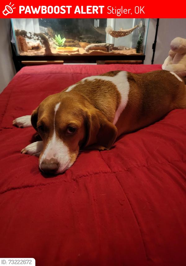 Lost Female Dog last seen Lafayette Baptist church, Stigler, OK 74462
