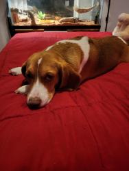 Lost Female Dog last seen Lafayette Baptist church, Stigler, OK 74462