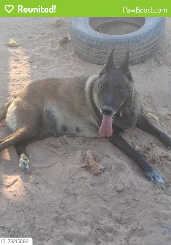Reunited Female Dog last seen Est hwy8 and emerald drive, Wellton, AZ 85356