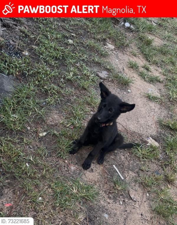 Lost Female Dog last seen Sea turtle and winding creek ln. Was last seen by the creek at around 7:30am Sunday., Magnolia, TX 77355