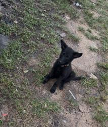 Lost Female Dog last seen Sea turtle and winding creek ln. Was last seen by the creek at around 7:30am Sunday., Magnolia, TX 77355