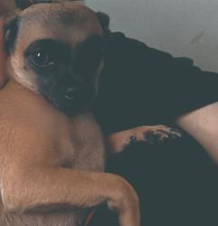 Reunited Female Dog last seen Someone has her, Circleville, OH 43113