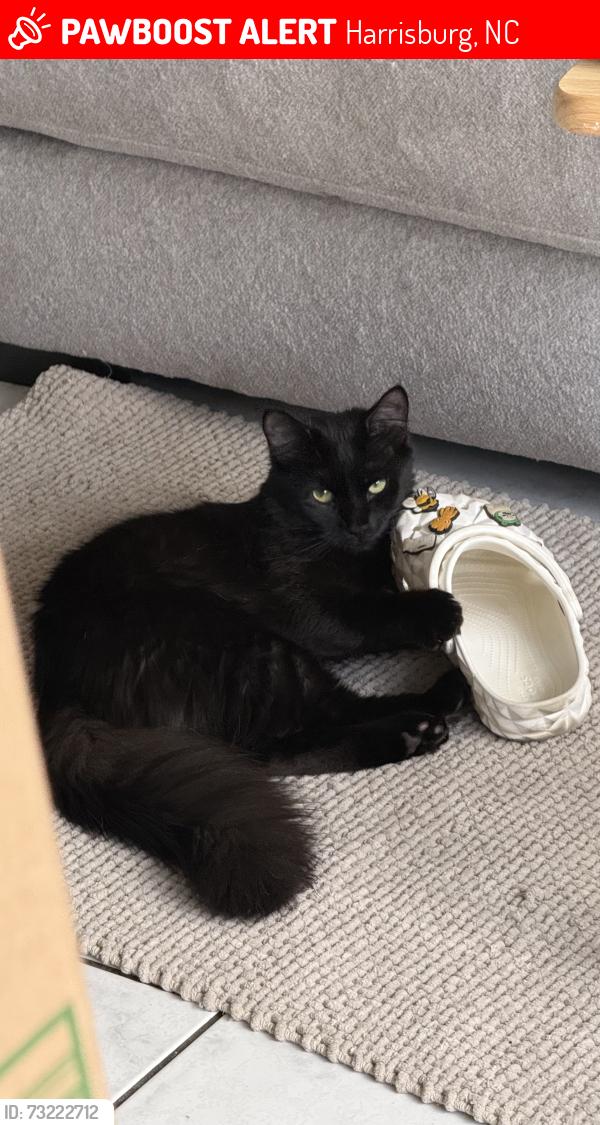 Lost Male Cat last seen Ford st and Williams rd, Harrisburg, NC 28075