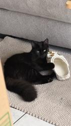 Lost Male Cat last seen Ford st and Williams rd, Harrisburg, NC 28075