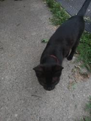 Lost Female Cat last seen Homewood and Irvington, Lansing, Lansing, MI 48910
