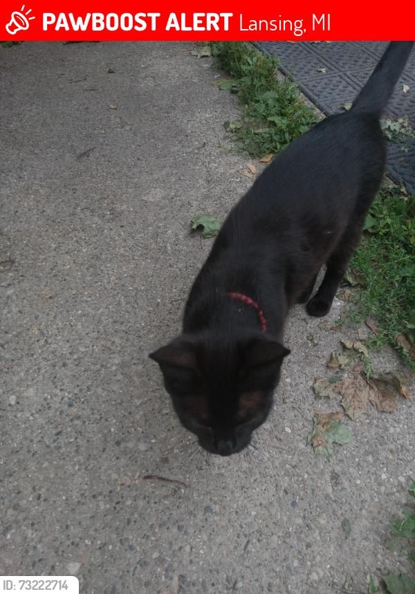Lost Female Cat last seen Homewood and Irvington, Lansing, Lansing, MI 48910