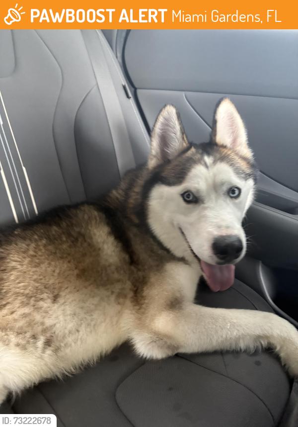 Found/Stray Male Dog last seen Near st & 52nd ave, Hialeah, FL 33010