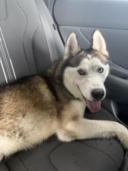 Found/Stray Male Dog last seen Near st & 52nd ave, Hialeah, FL 33010