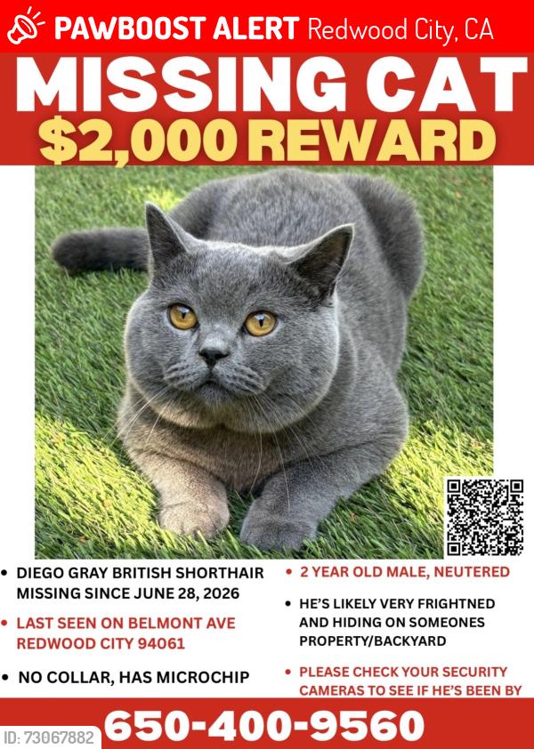 Lost Male Cat last seen Belmont Ave & Montgomery Ave, Redwood City, CA 94061