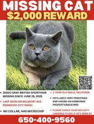 Lost Male Cat last seen Belmont Ave & Montgomery Ave, Redwood City, CA 94061