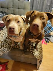 Reunited Male Dog last seen Clint street, Kingsport, TN 37660