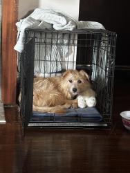 Lost Male Dog last seen Oliver and Kellogg, Wichita, KS 67218