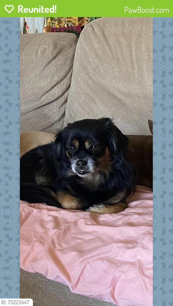 Reunited Male Dog last seen Dunbeck Ct, Sunrise Manor, NV 89156, USA, Sunrise Manor, NV 89156