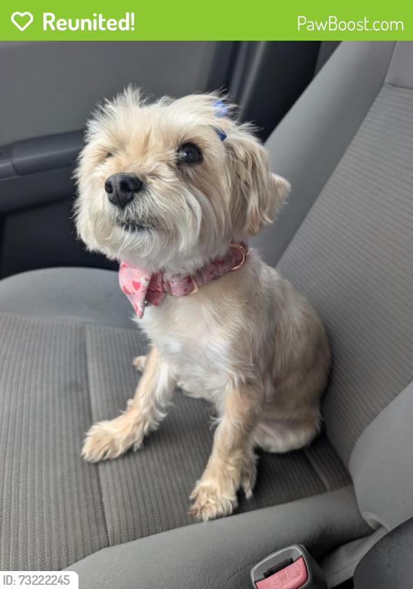 Reunited Female Dog last seen Chickasaw and Black Mesa, Orlando, FL 32829