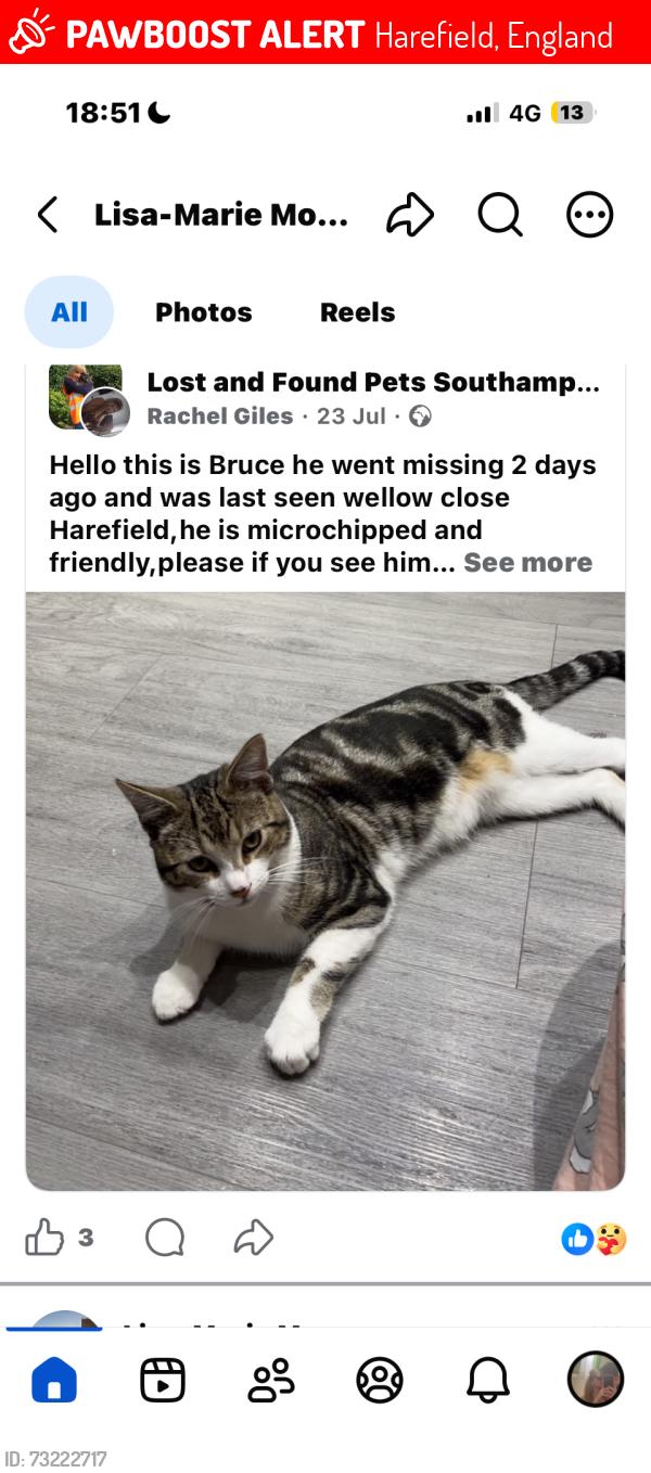 Lost Male Cat last seen Harefield, Harefield, England 