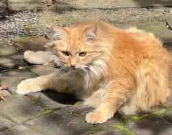 Lost Male Cat last seen Madrona CT SE and Fairview Industrial Dr SE, Salem, OR 97302