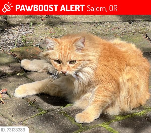 Lost Male Cat last seen Madrona CT SE and Fairview Industrial Dr SE, Salem, OR 97302