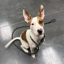 Shelter Stray Female Dog last seen , 3100 Deats Rd, Dickinson, TX 77539, USA