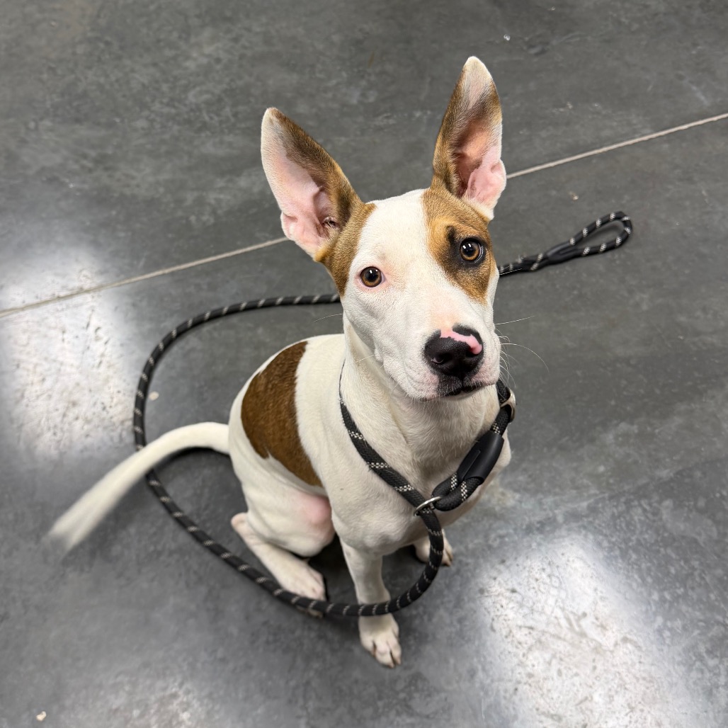 Shelter Stray Female Dog last seen , 3100 Deats Rd, Dickinson, TX 77539, USA